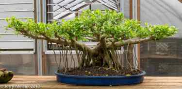 Ficus microcarpa